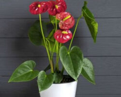 7 plantas domésticas que você pode regar com apenas um cubo de gelo