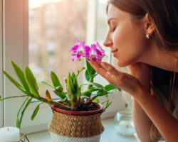 Saiba quais plantas podem causar alergias dentro de casa